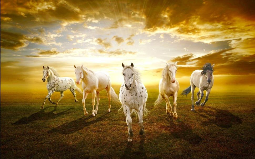 White horses in the prairie sunset wallpaper,White HD wallpaper,Horse HD wallpaper,Prairie HD wallpaper,Sunset HD wallpaper,1920x1200 wallpaper