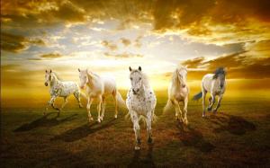 White horses in the prairie sunset wallpaper thumb