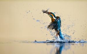 Kingfisher beautiful dance, water, splash, catch fish wallpaper thumb