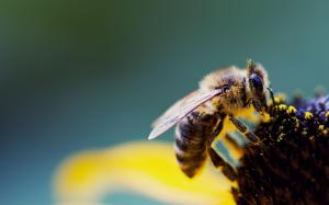 Honey Bee Animal and Flower wallpaper thumb
