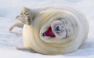 Happy seal snow wallpaper thumb