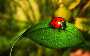 Ladybug In The Rain wallpaper thumb