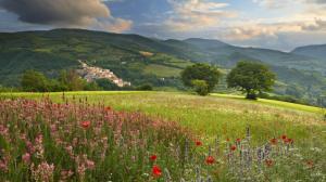 Poppies In The Meadow wallpaper thumb