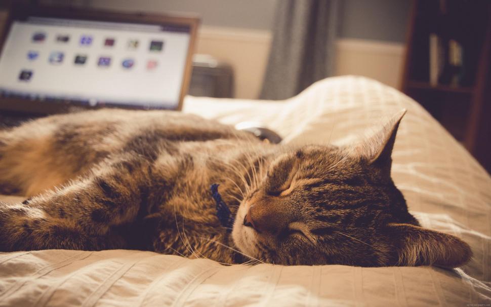 Cat sleeping on a sofa wallpaper,cat HD wallpaper,sleep HD wallpaper,animal HD wallpaper,2560x1600 wallpaper