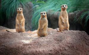 Standing, meerkats, family wallpaper thumb