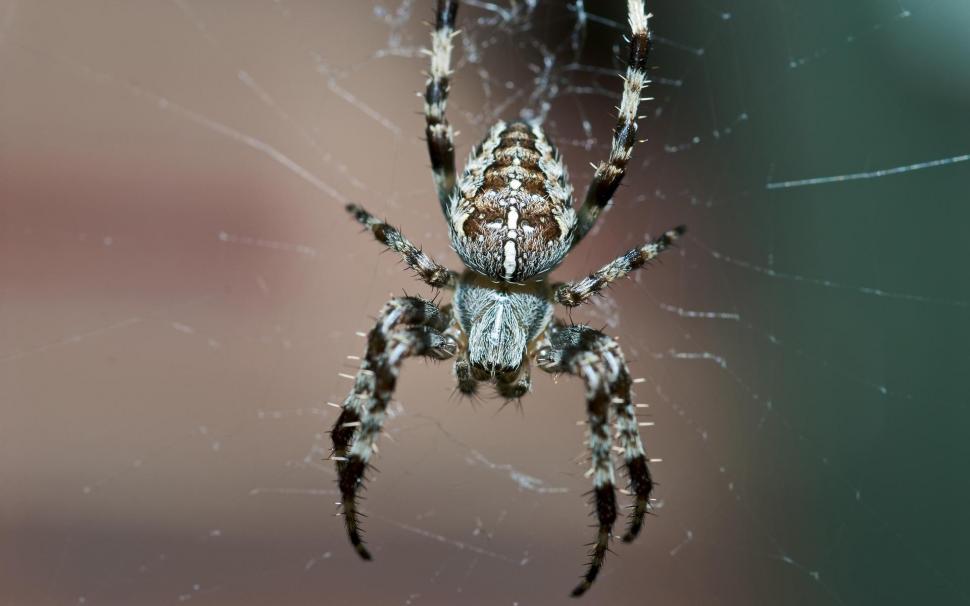 Spider wallpaper,nature HD wallpaper,insect HD wallpaper,spider halloween HD wallpaper,animals HD wallpaper,1920x1200 wallpaper