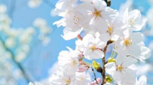 White cherry blossoms in spring wallpaper thumb