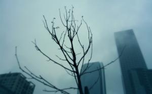 Sky, Buildings, Trees, Mist wallpaper thumb