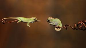 Two chameleon wallpaper thumb