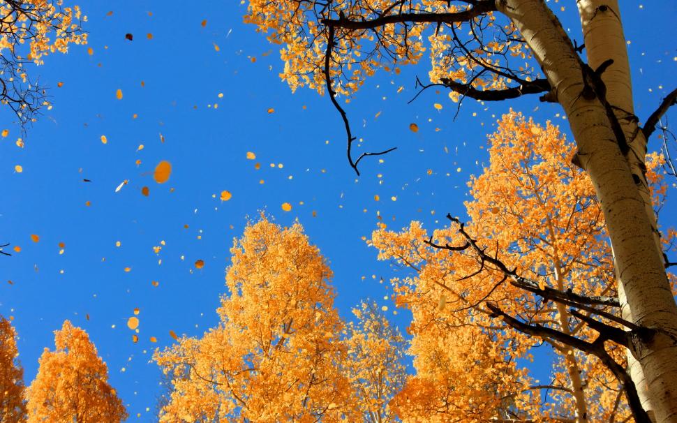 Autumn Over The Trees wallpaper,sky HD wallpaper,leaf falling HD wallpaper,leaves falling HD wallpaper,background HD wallpaper,sky HD wallpaper,1920x1200 wallpaper