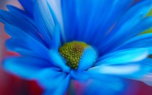 Flower Chamomile Blue Close-Up wallpaper thumb