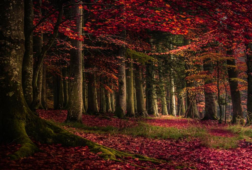 Landscape, Forest, Fall, Leaves, Roots, Red Leaves, Moss wallpaper,landscape HD wallpaper,forest HD wallpaper,fall HD wallpaper,leaves HD wallpaper,roots HD wallpaper,red leaves HD wallpaper,moss HD wallpaper,1920x1300 wallpaper