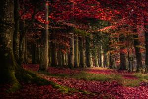 Landscape, Forest, Fall, Leaves, Roots, Red Leaves, Moss wallpaper thumb