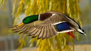 Wild duck flying close-up photography wallpaper thumb