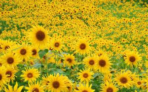 Sunflower Field wallpaper thumb
