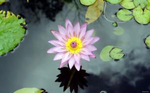 Flower water lily lake wallpaper thumb