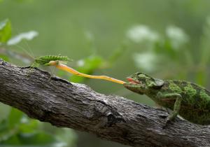 Lizard Chameleon eating wallpaper thumb