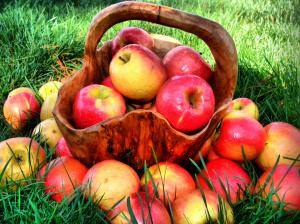 Summer grass, red apple harvest, delicious fruit wallpaper thumb