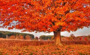 tree, autumn, nature wallpaper thumb