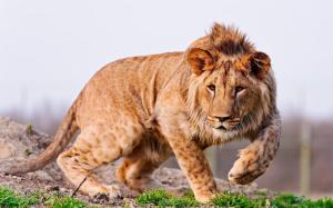 Amazing Young Lion wallpaper thumb