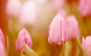 Pink tulips, flowers, buds, blur, spring wallpaper thumb