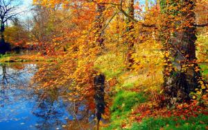 Autumn pond, grass, trees, yellow leaves wallpaper thumb