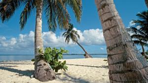 Tropical Beach Palm Trees HD wallpaper thumb