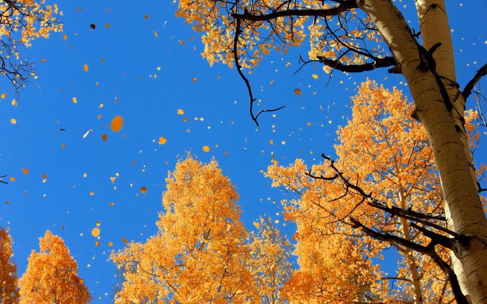 Autumn Falling Leaves wallpaper,autumn HD wallpaper,nature HD wallpaper,falling HD wallpaper,leaves HD wallpaper,2560x1600 wallpaper