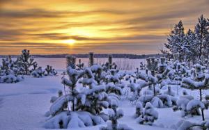 Sunset, winter, trees, thick snow wallpaper thumb