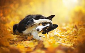Autumn, leaves, bokeh, black dog wallpaper thumb