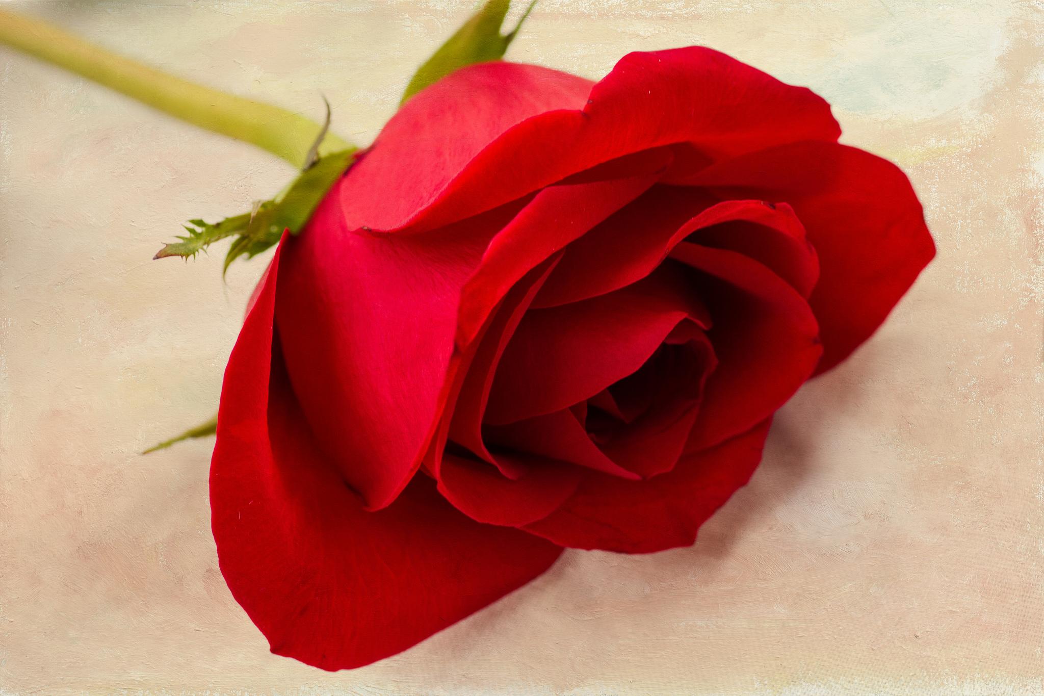Love Is Like A Single Rose wallpaper | love | Wallpaper Better
