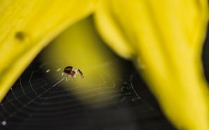 Spider Spider Web Macro Web Yellow HD wallpaper thumb