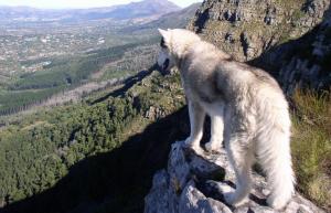 Mountain Wolf wallpaper thumb