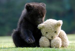 Bear and bear toy wallpaper thumb