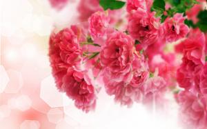 Close-up of pink carnation flowers wallpaper thumb