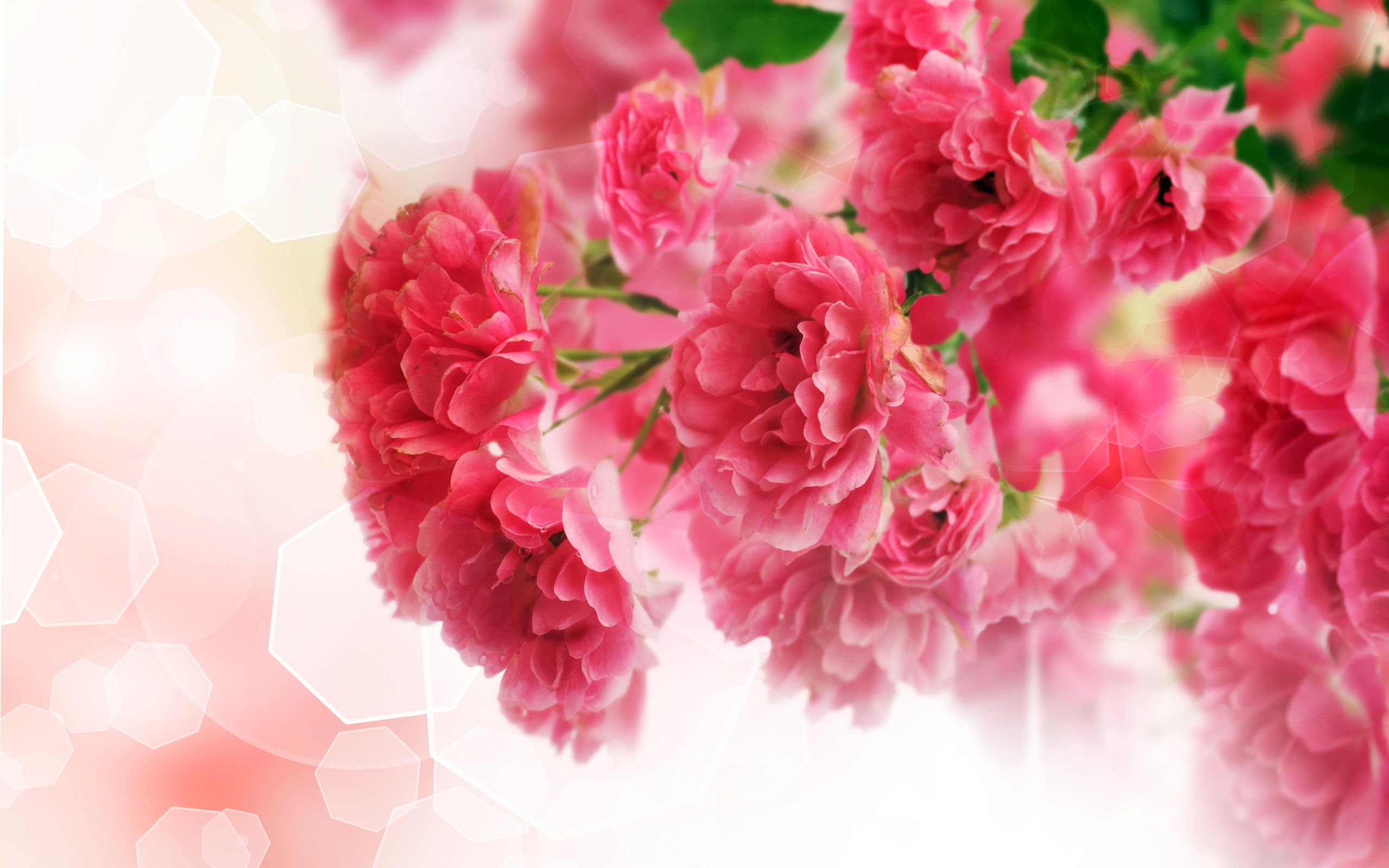 Download Wallpaper For 1366x768 Resolution Close Up Of Pink Carnation Flowers Flowers Wallpaper Better