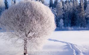 Snowy trees wallpaper thumb
