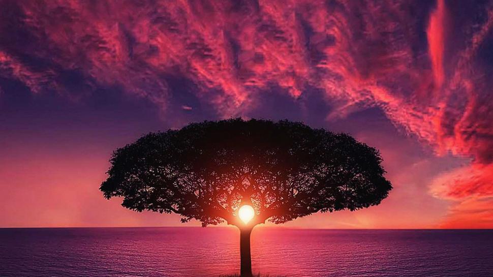 Tree, Sunset and Purple Sky wallpaper,Scenery HD wallpaper,3840x2160 wallpaper