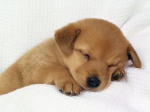 Puppy Dog Sleeping HD wallpaper thumb