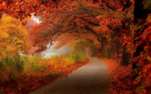 Red leaves, autumn, trees, road wallpaper thumb