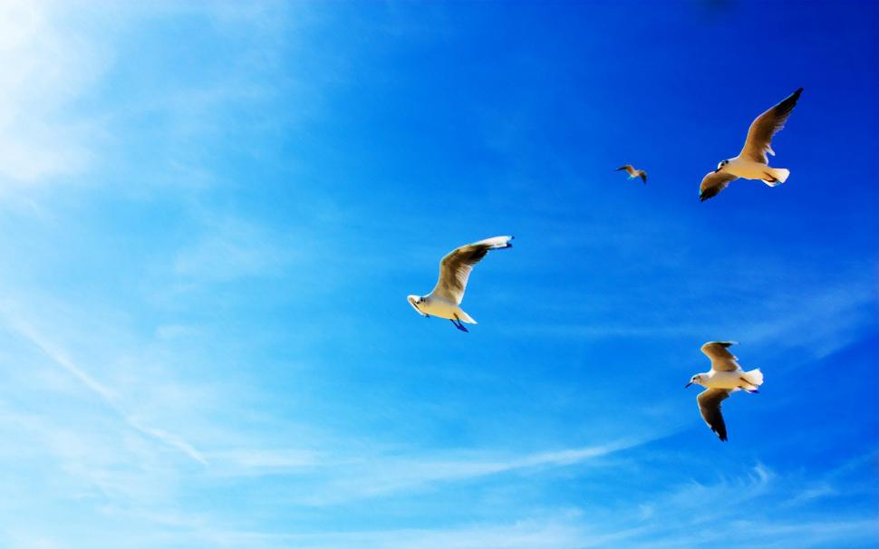Seagulls in Flight wallpaper,flight HD wallpaper,seagulls HD wallpaper,animals & birds HD wallpaper,1920x1200 wallpaper