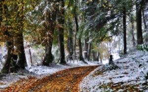 Winter, road, nature, trees wallpaper thumb