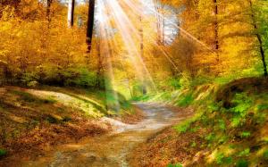 Autumn Light Over the Forest wallpaper thumb