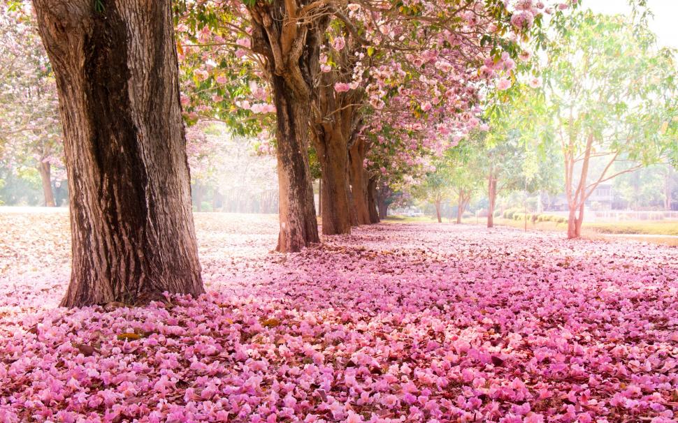 Trees, road, many pink flowers on the ground wallpaper,Trees HD wallpaper,Road HD wallpaper,Many HD wallpaper,Pink HD wallpaper,Flowers HD wallpaper,Ground HD wallpaper,2560x1600 wallpaper