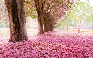 Trees, road, many pink flowers on the ground wallpaper thumb