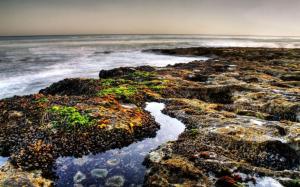 Muscles Attatched To Coastal Colorful Rocks Hdr wallpaper thumb