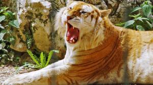 Golden Tiger - Full 1080p wallpaper thumb