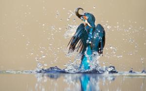 Kingfisher Bird Water Spray Catch Drops Reflection Desktop wallpaper thumb