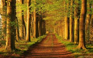 Trees on Country Road (Netherlands) wallpaper thumb
