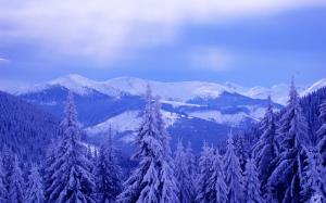 Cold winter, sky, clouds, mountains, trees, spruce, thick snow wallpaper thumb